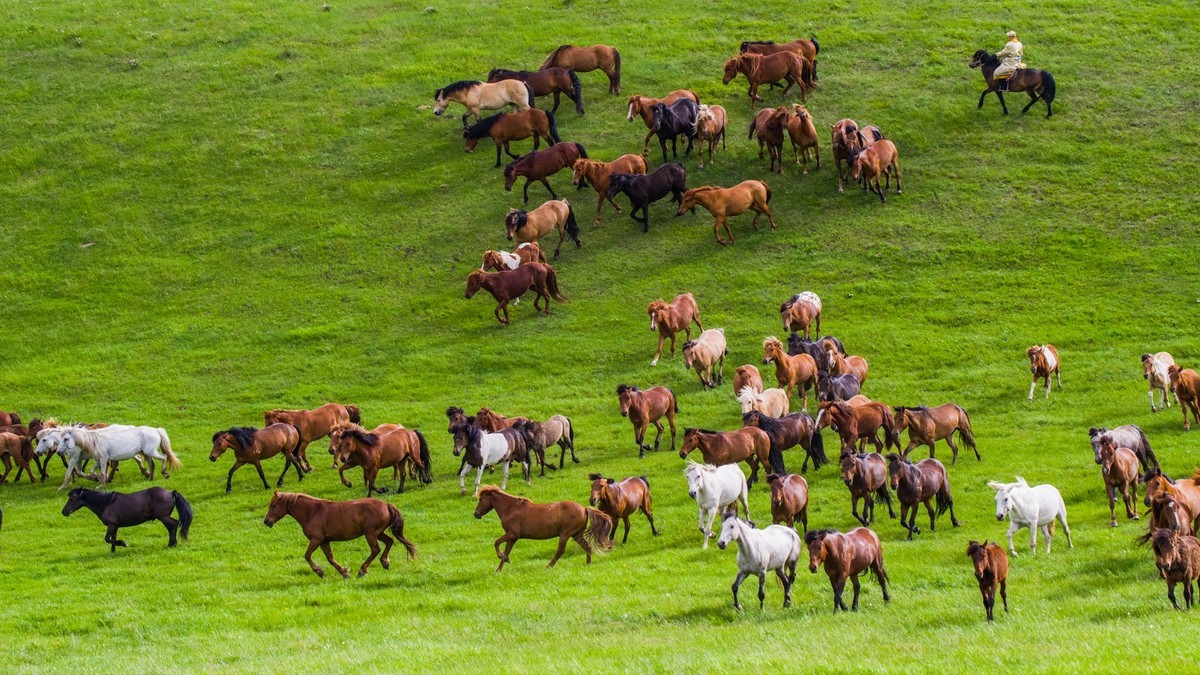 21.6 草原的夏天 （四）------骑手套马