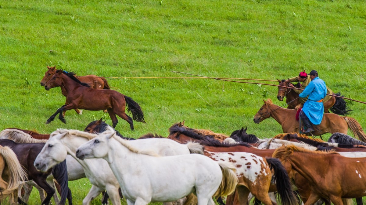 21.6 草原的夏天 （四）------骑手套马