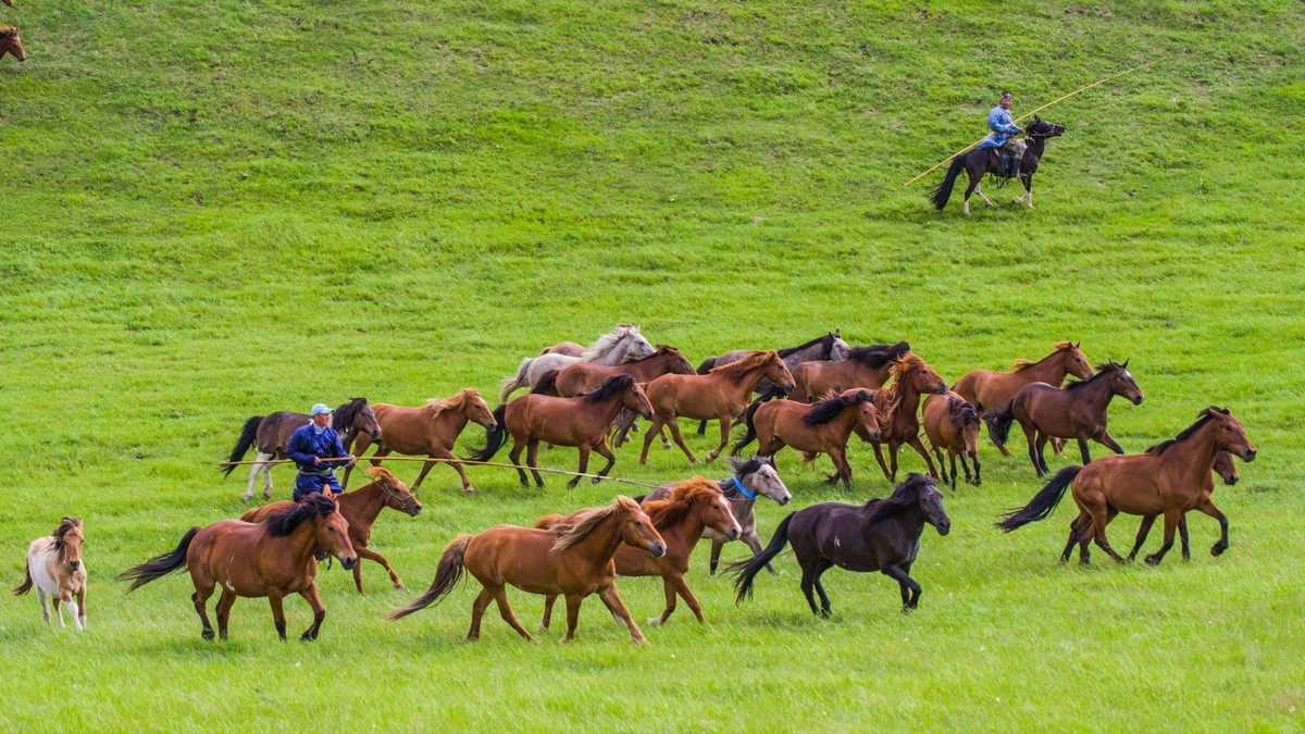 21.6 草原的夏天 （四）------骑手套马