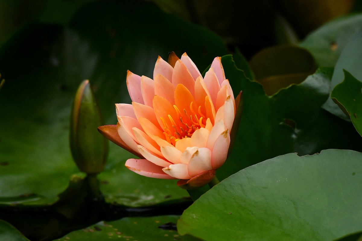 多色睡莲花