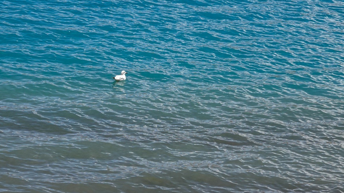 西行散记——羊卓雍错