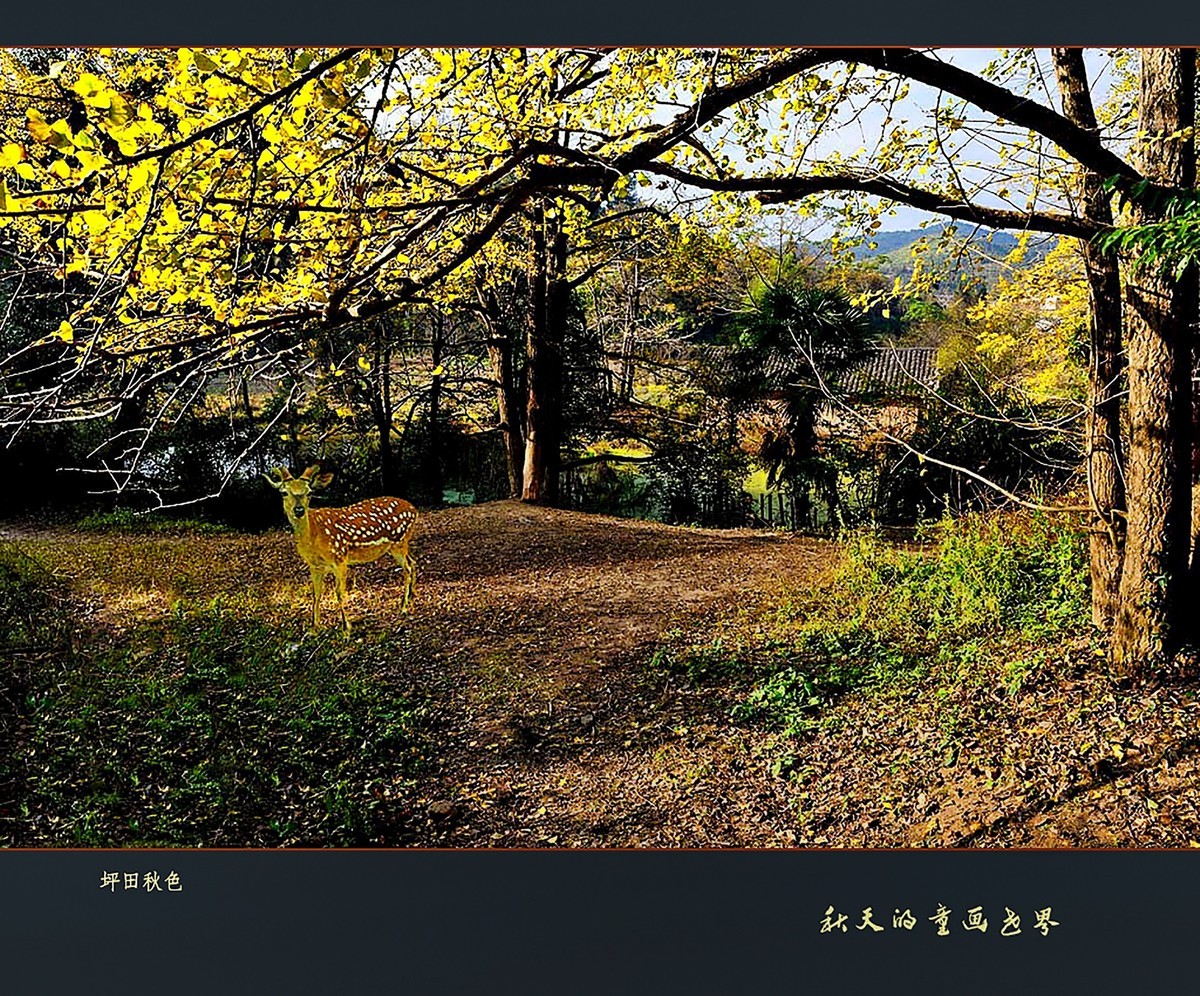 【秋天的童话世界】1