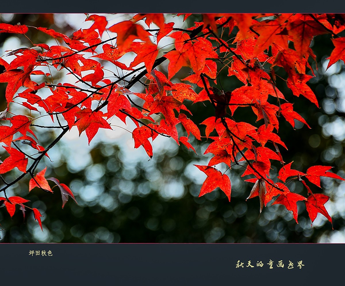 【秋天的童话世界】1