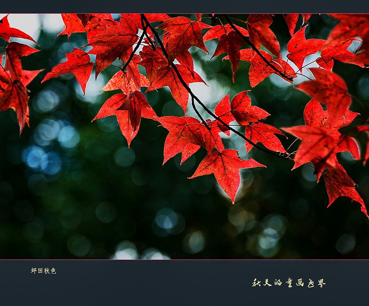 【秋天的童话世界】1