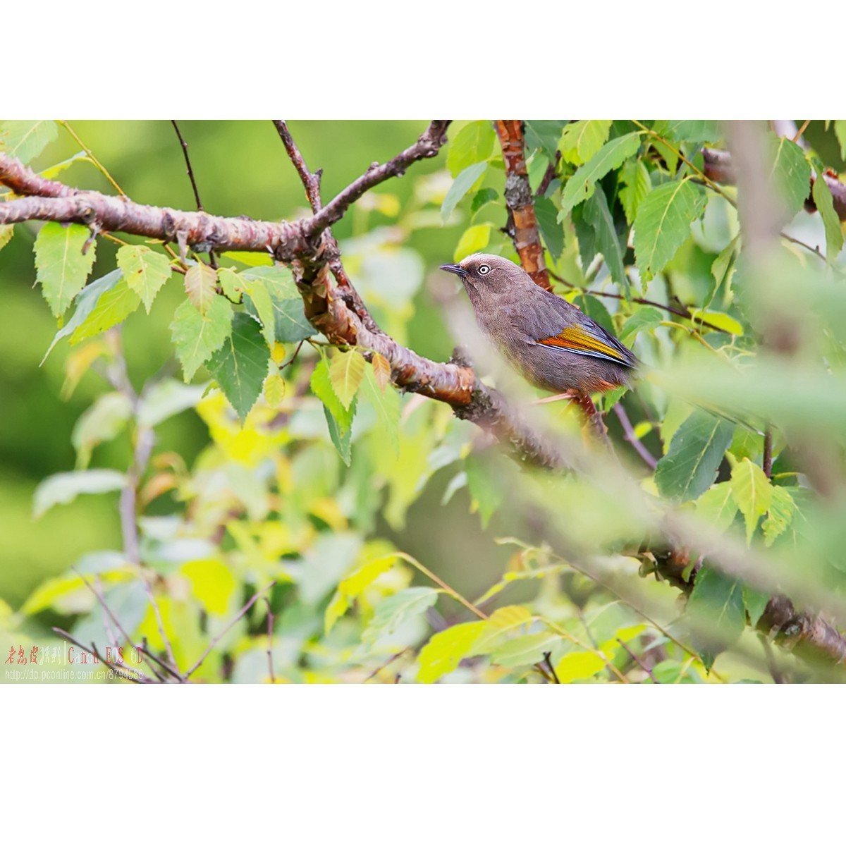 橙翅噪鹛 酒红朱雀
