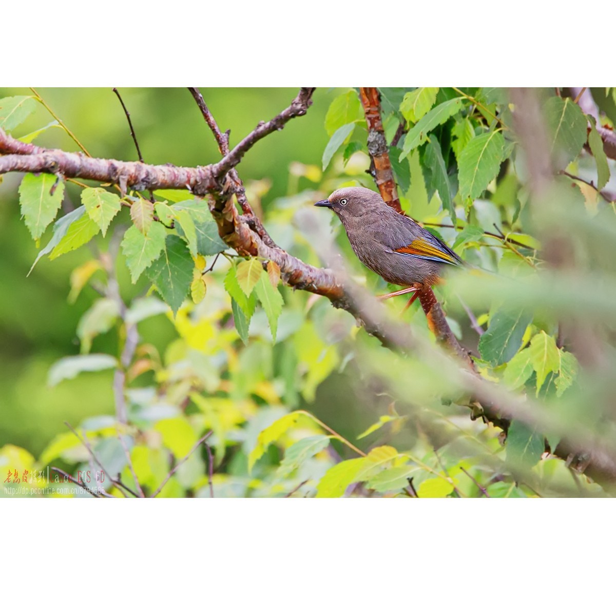 橙翅噪鹛 酒红朱雀