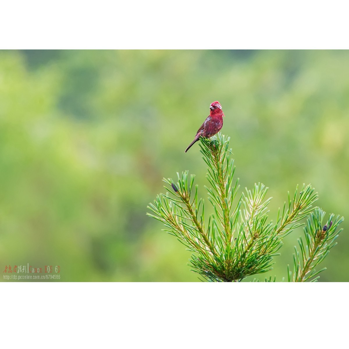 橙翅噪鹛 酒红朱雀