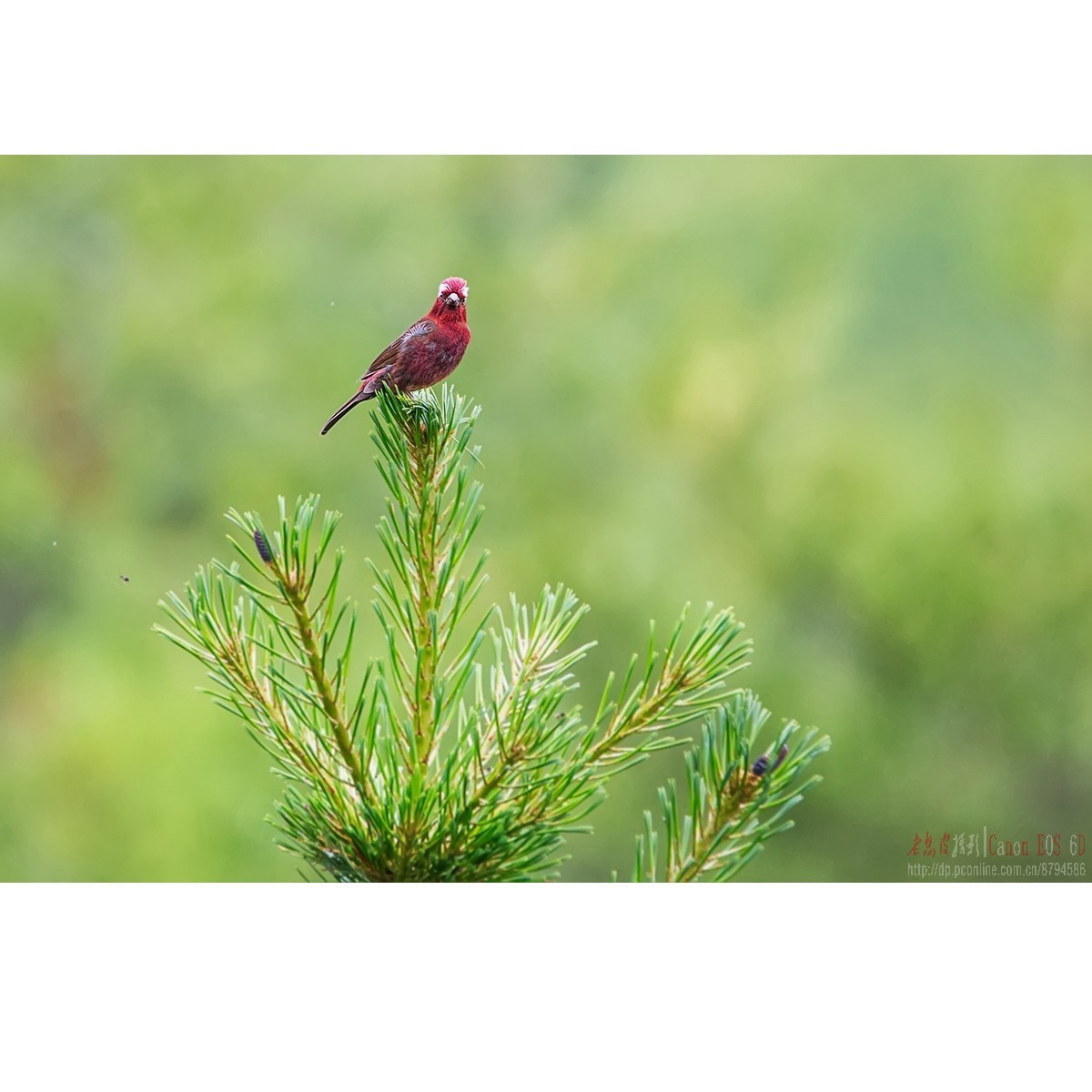 橙翅噪鹛 酒红朱雀