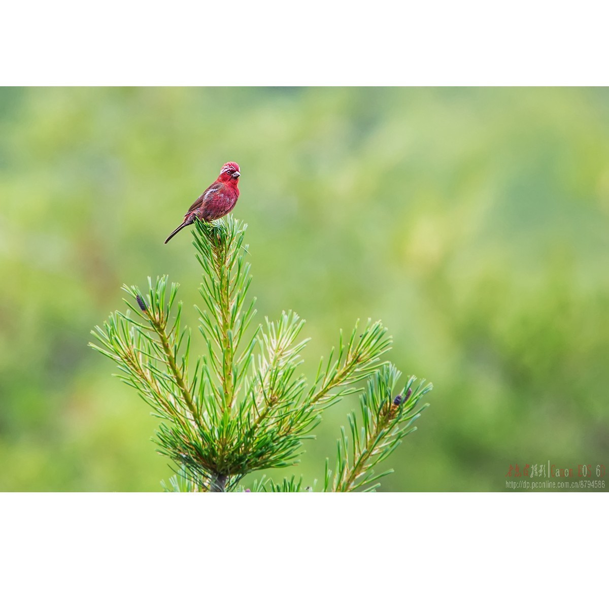 橙翅噪鹛 酒红朱雀