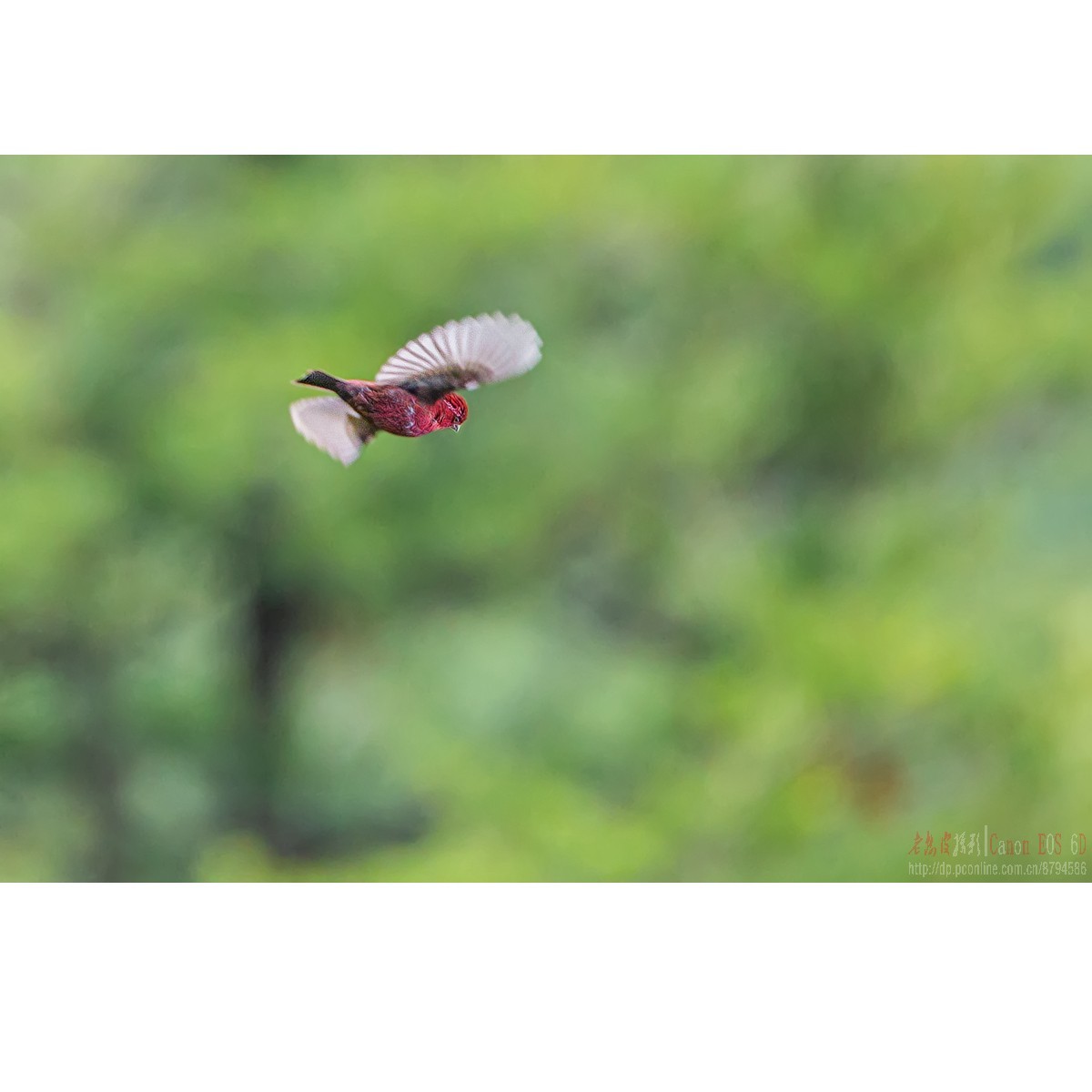 橙翅噪鹛 酒红朱雀