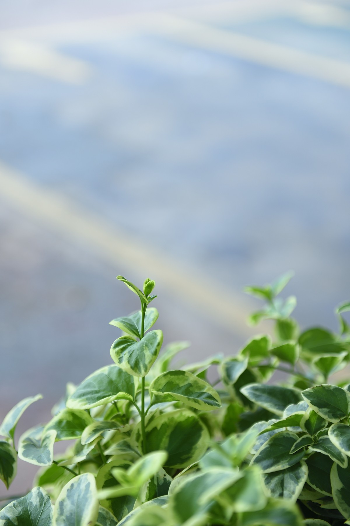 夏日城市的足印（壹）