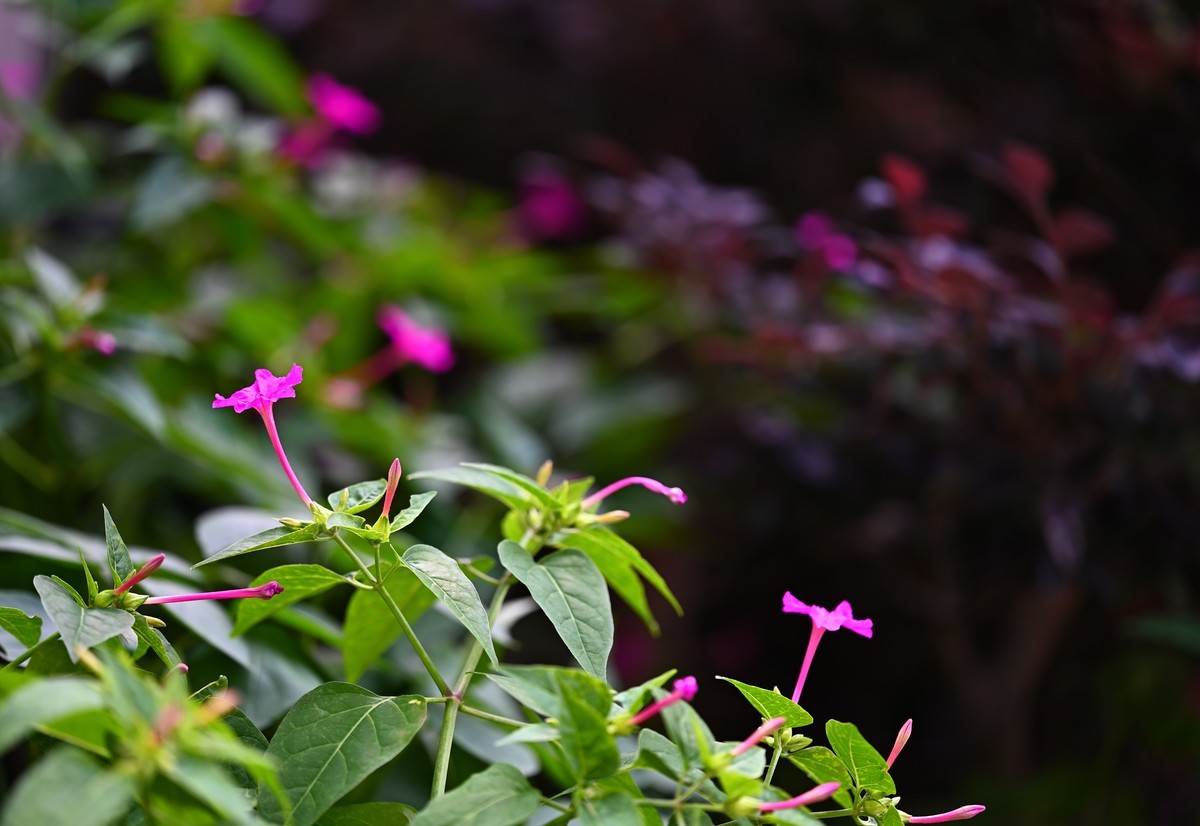 夏日城市的足印（壹）