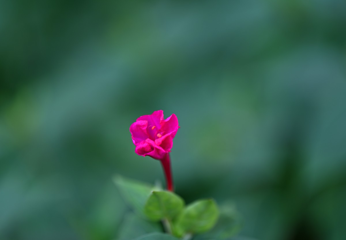 夏日城市的足印（贰）
