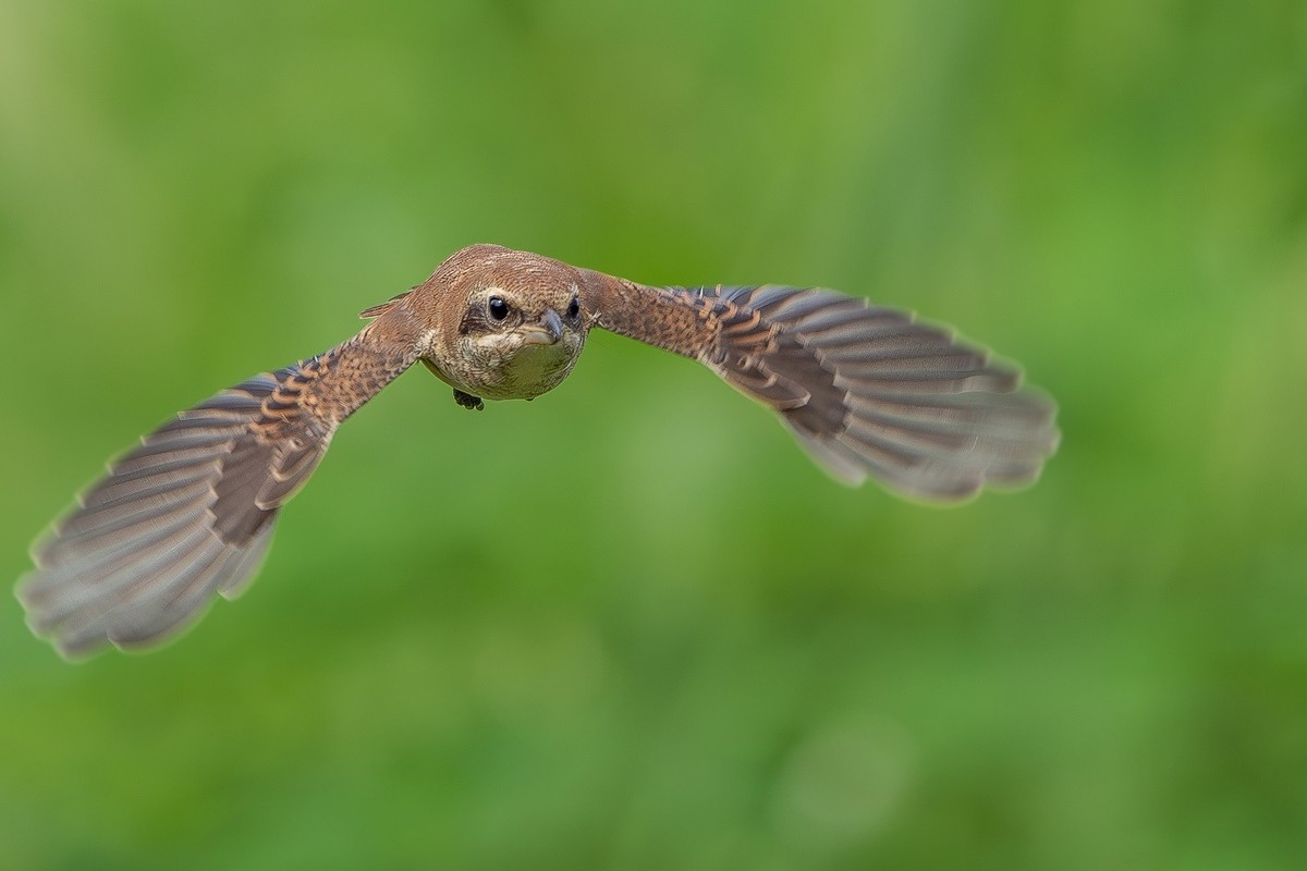 2024秋迁徙季-红尾伯劳