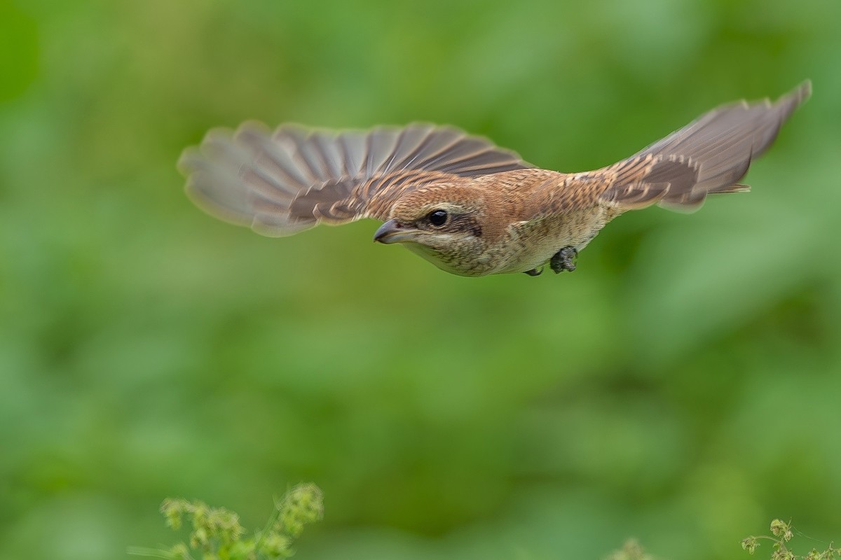 2024秋迁徙季-红尾伯劳