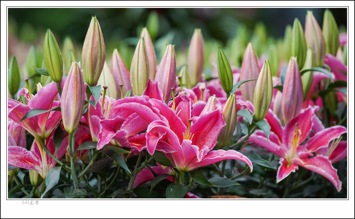 大吉大利 百年好合 春节快乐