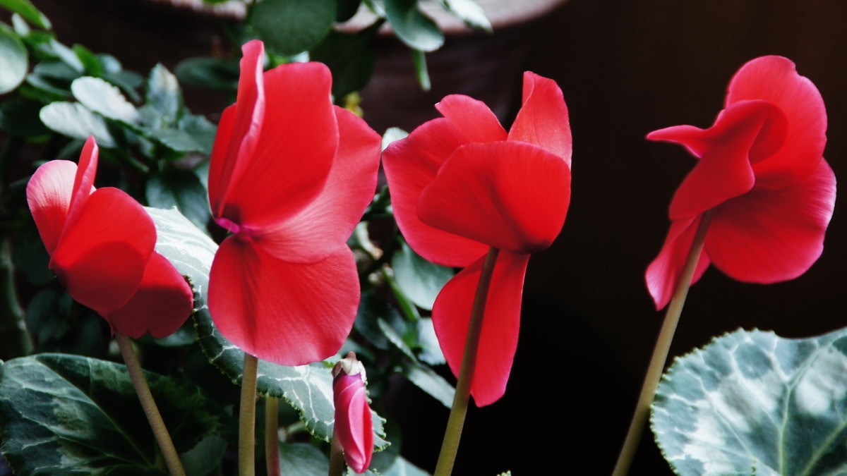 西安新寺公园拍花