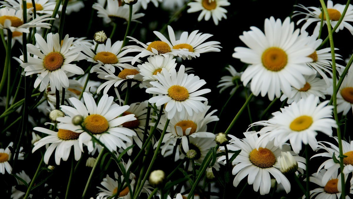 西安新寺公园拍花