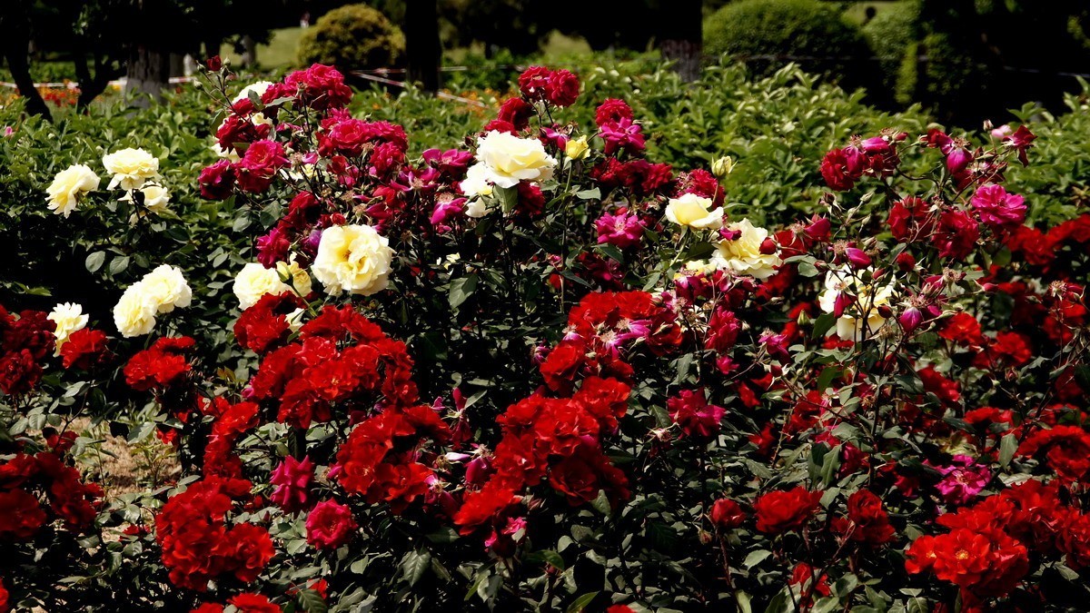 西安新寺公园拍花