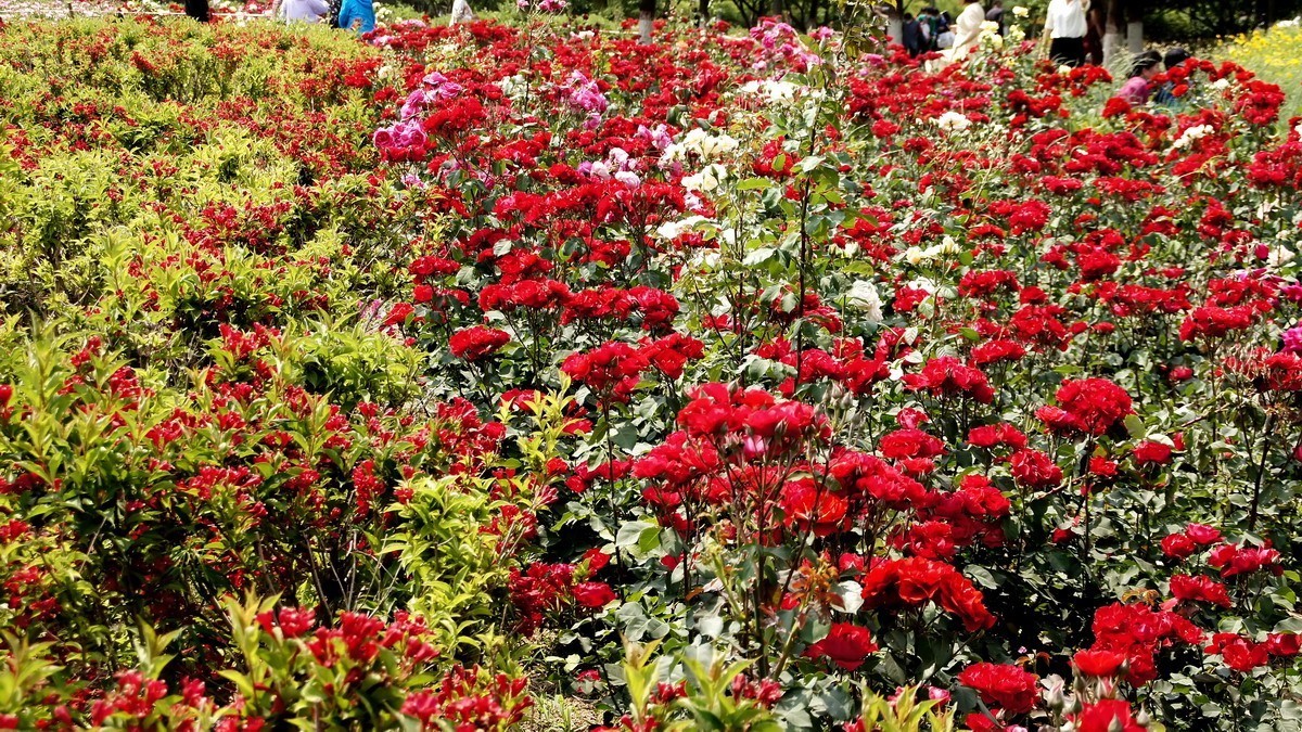 西安新寺公园拍花