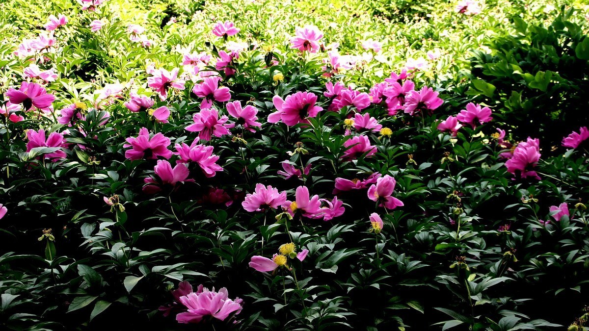 西安新寺公园拍花