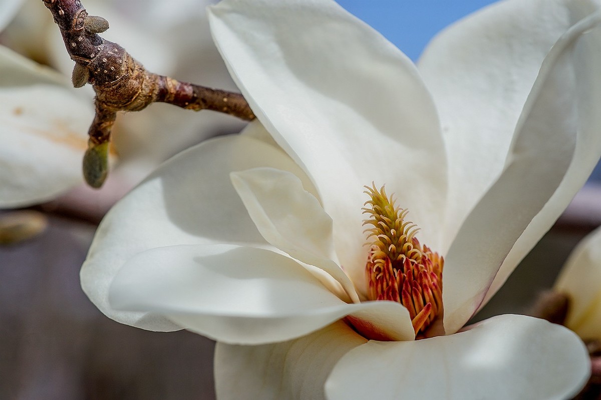 2022春花玉兰特写