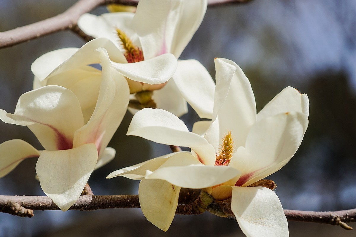 2022春花玉兰特写