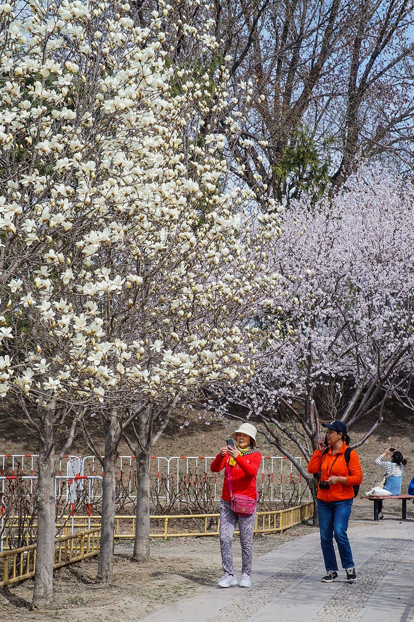 2022春花玉兰特写