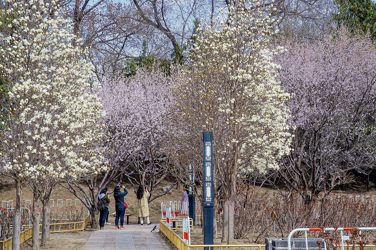 2022春花玉兰特写