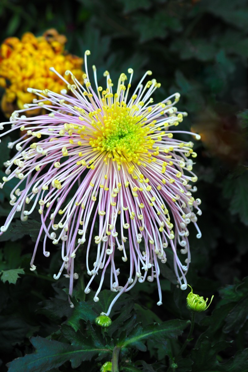 成都市笫六十届菊花展暨中国菊花名品展(四)-中关村在线摄影论坛
