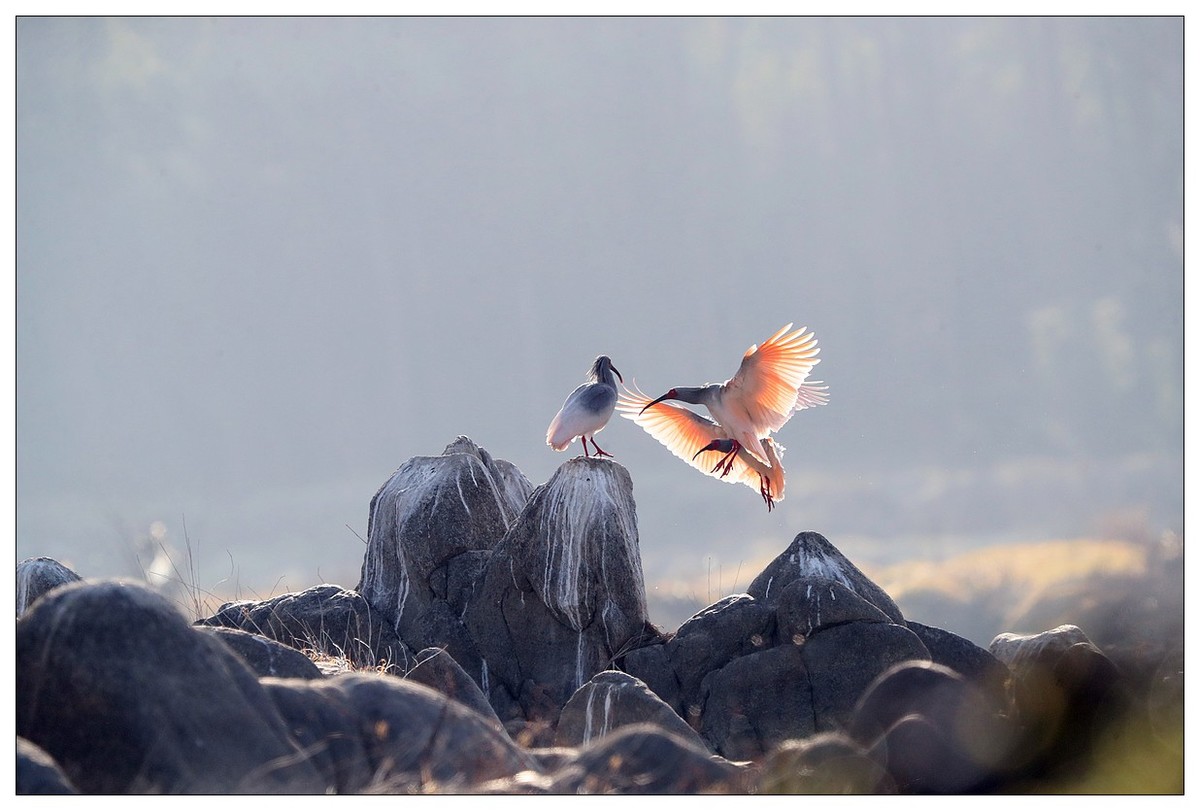 陕西洋县的《汉江鹮影二十九》