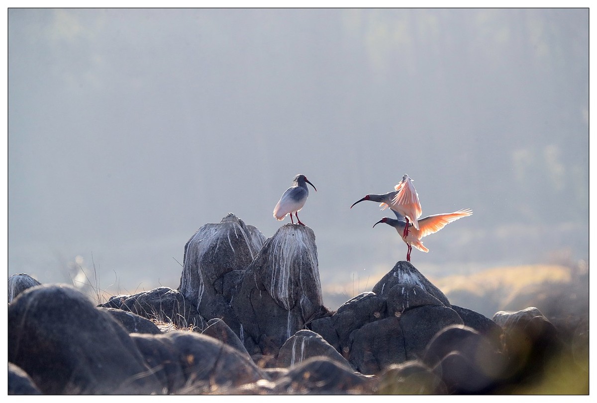 陕西洋县的《汉江鹮影二十九》