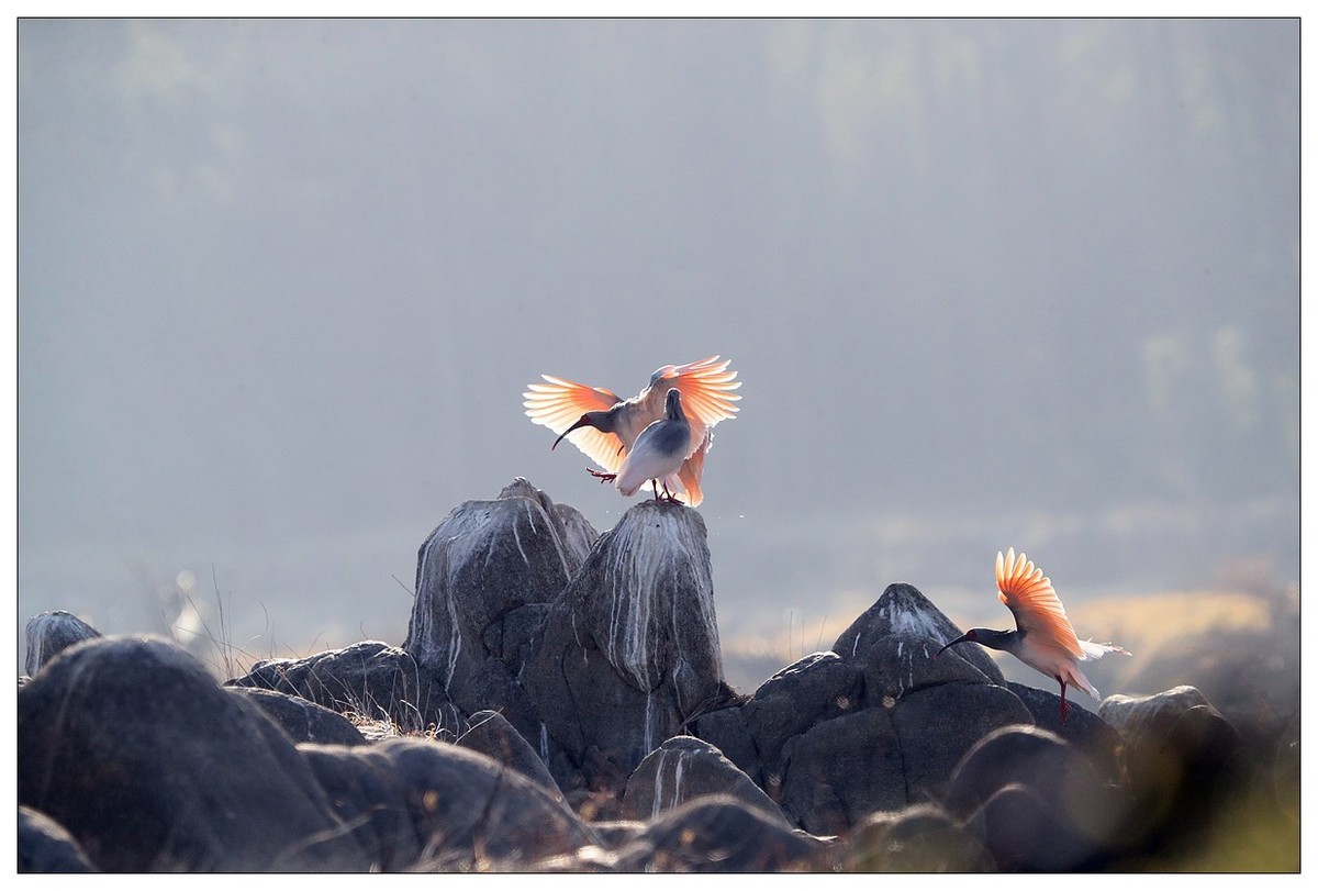 陕西洋县的《汉江鹮影二十九》