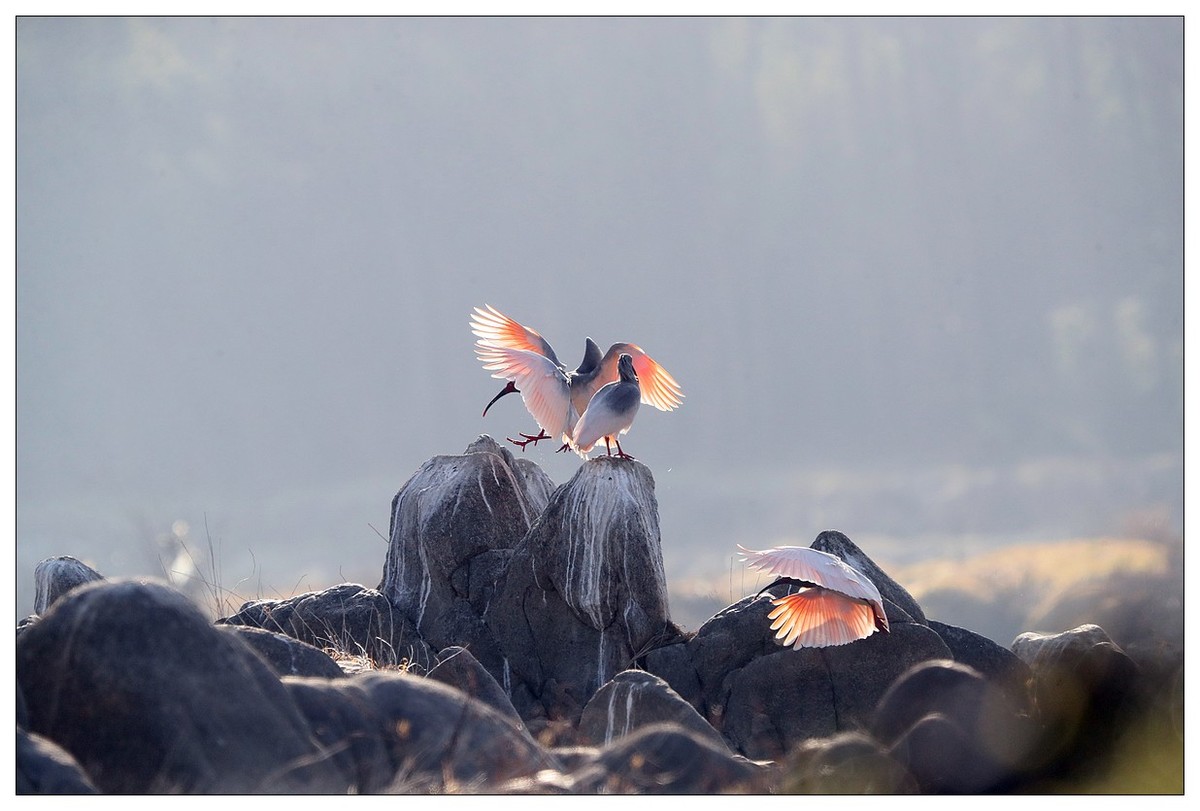 陕西洋县的《汉江鹮影二十九》