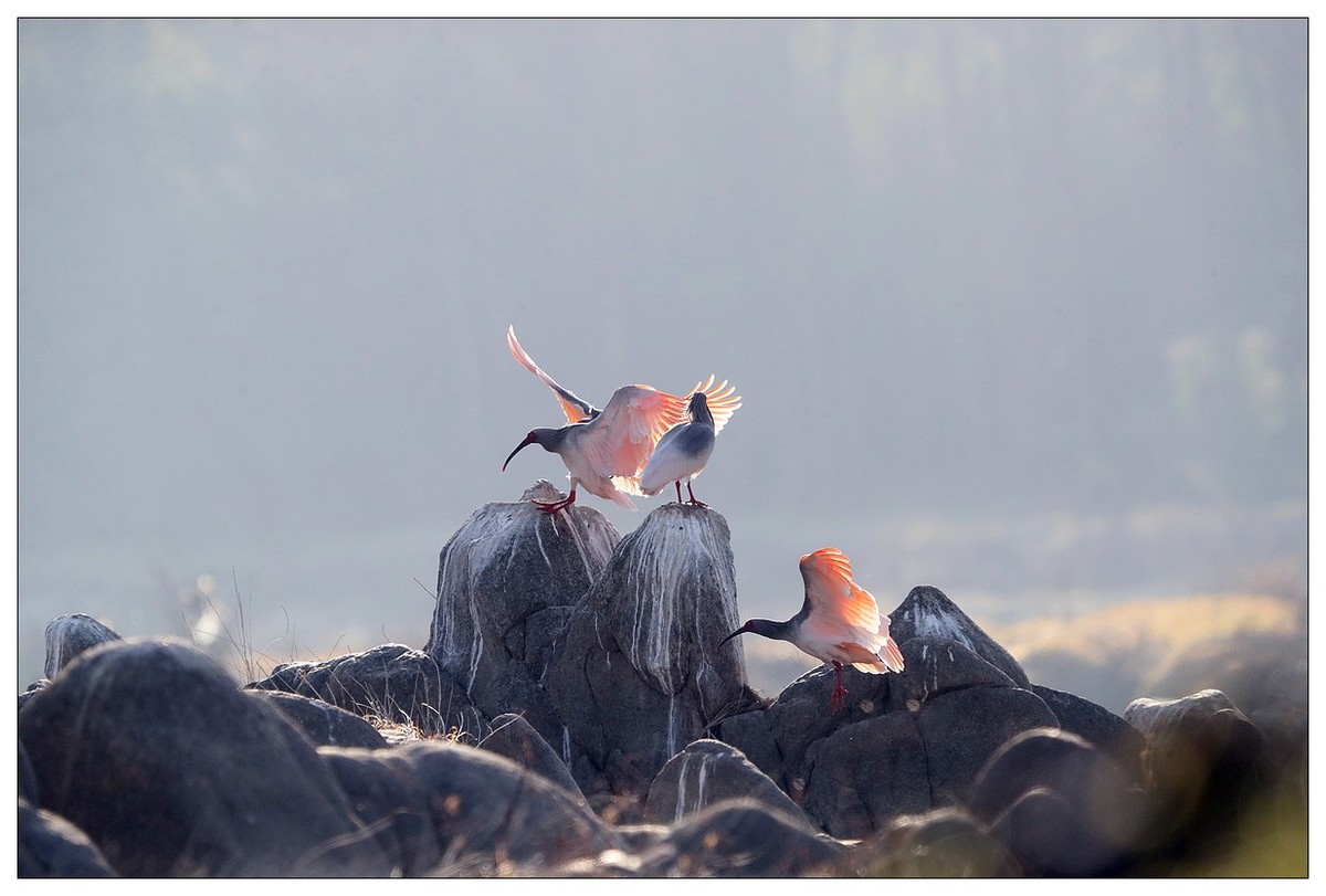 陕西洋县的《汉江鹮影二十九》