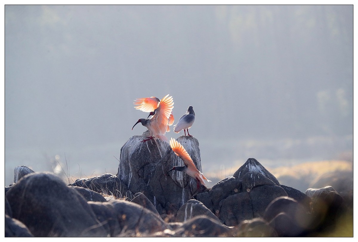 陕西洋县的《汉江鹮影二十九》