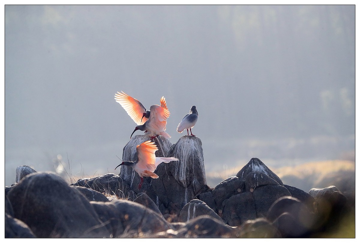陕西洋县的《汉江鹮影二十九》
