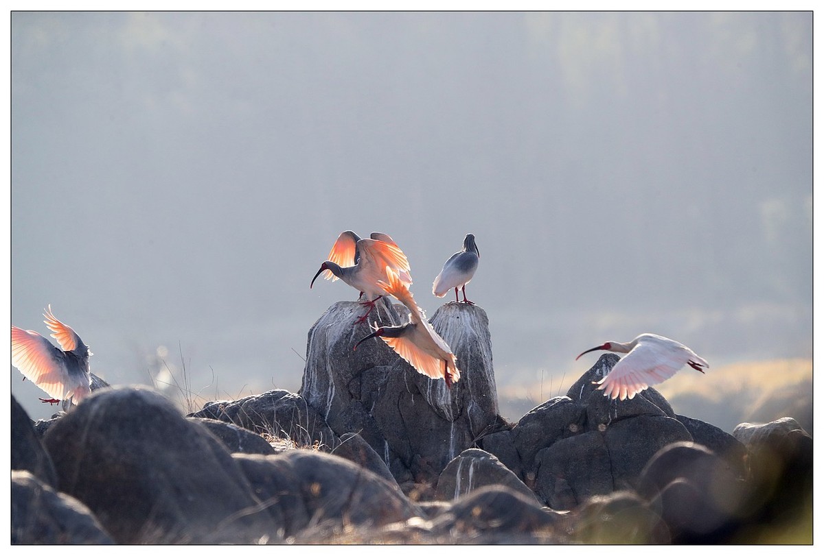 陕西洋县的《汉江鹮影二十九》