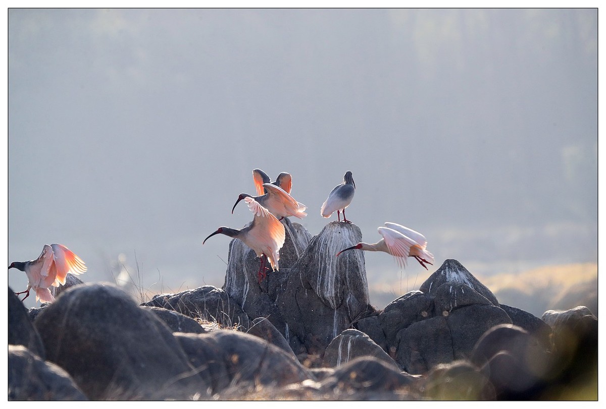 陕西洋县的《汉江鹮影二十九》