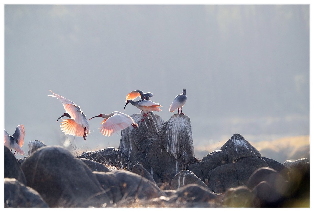 陕西洋县的《汉江鹮影二十九》