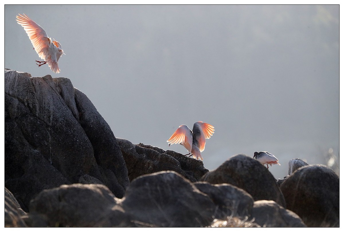 陕西洋县的《汉江鹮影二十九》