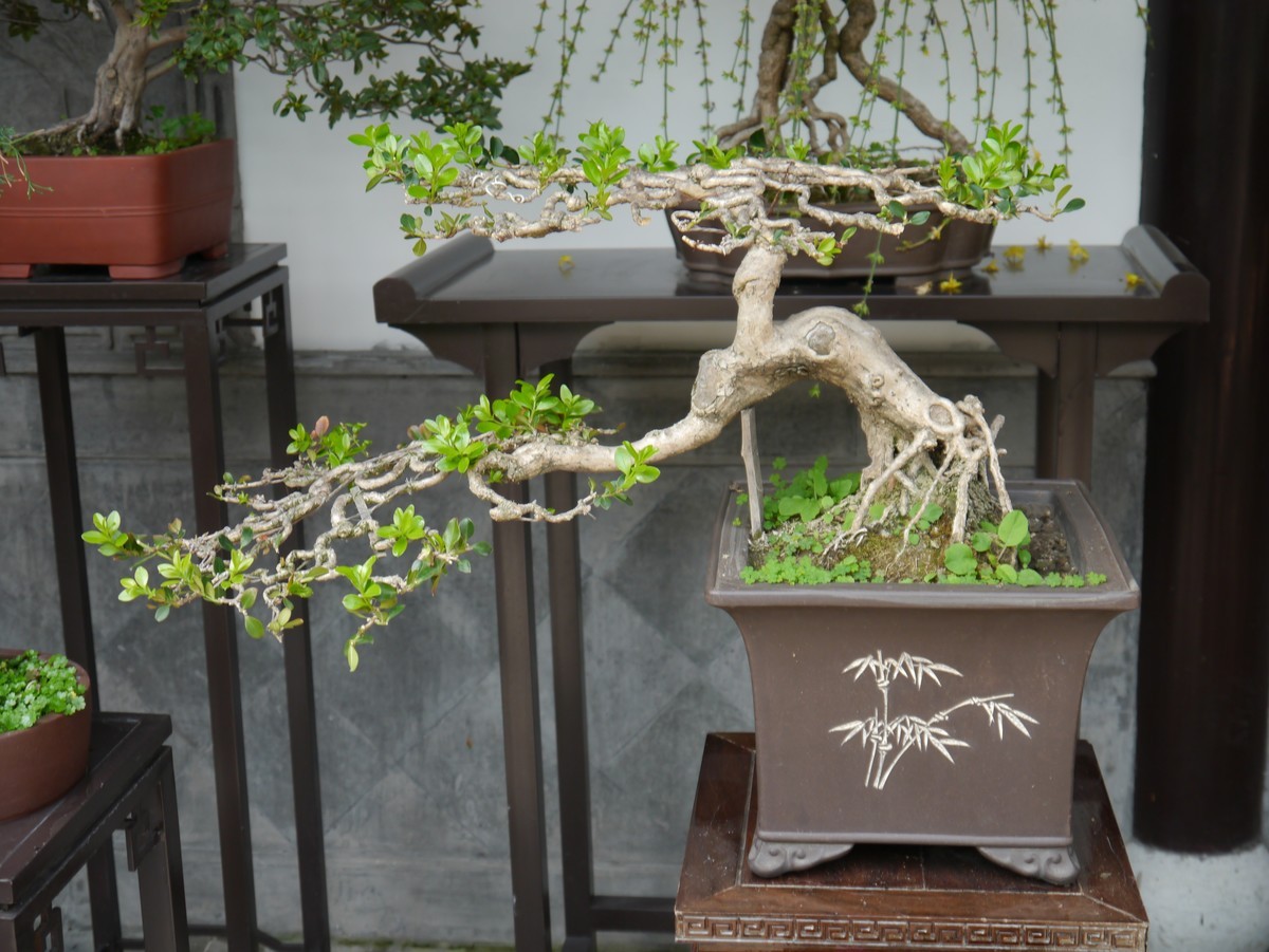 江南行之扬州篇--走进个园（1）