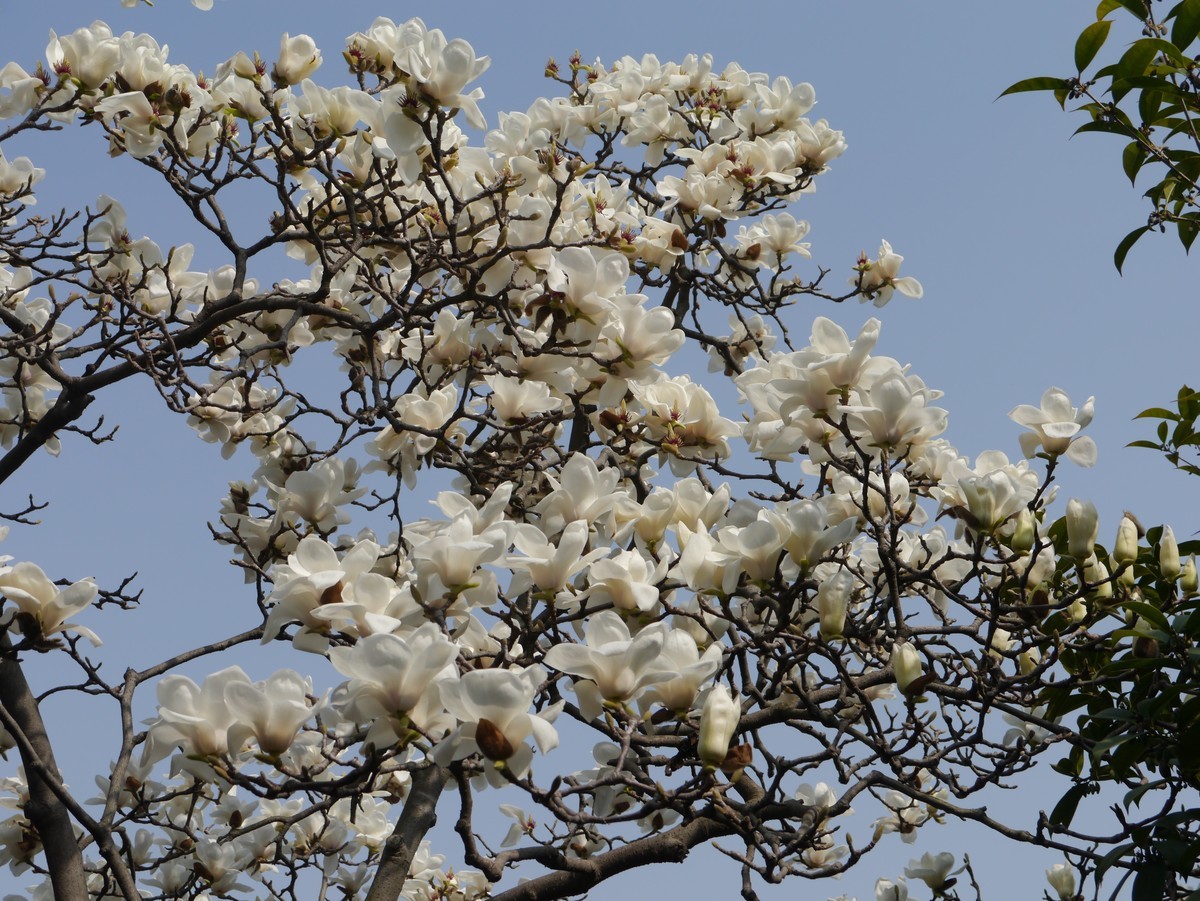 江南行之扬州篇--走进何园（1）