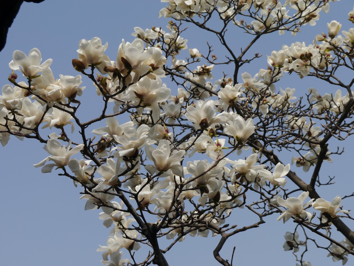 江南行之扬州篇--走进何园（1）