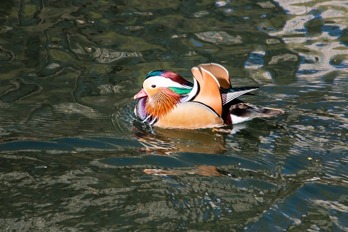 【镜头里】第1486号：北京紫竹院公园·水暖鸭知（四）