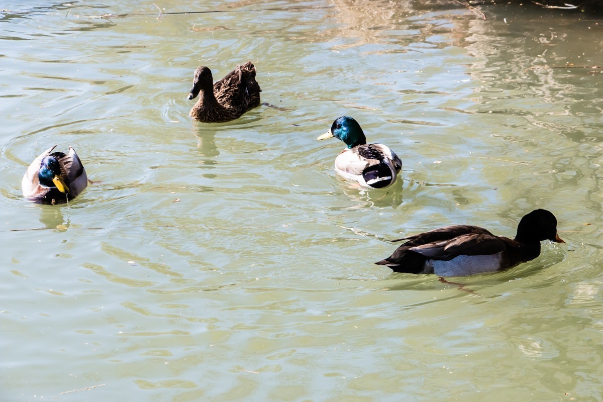 【镜头里】第1486号：北京紫竹院公园·水暖鸭知（四）