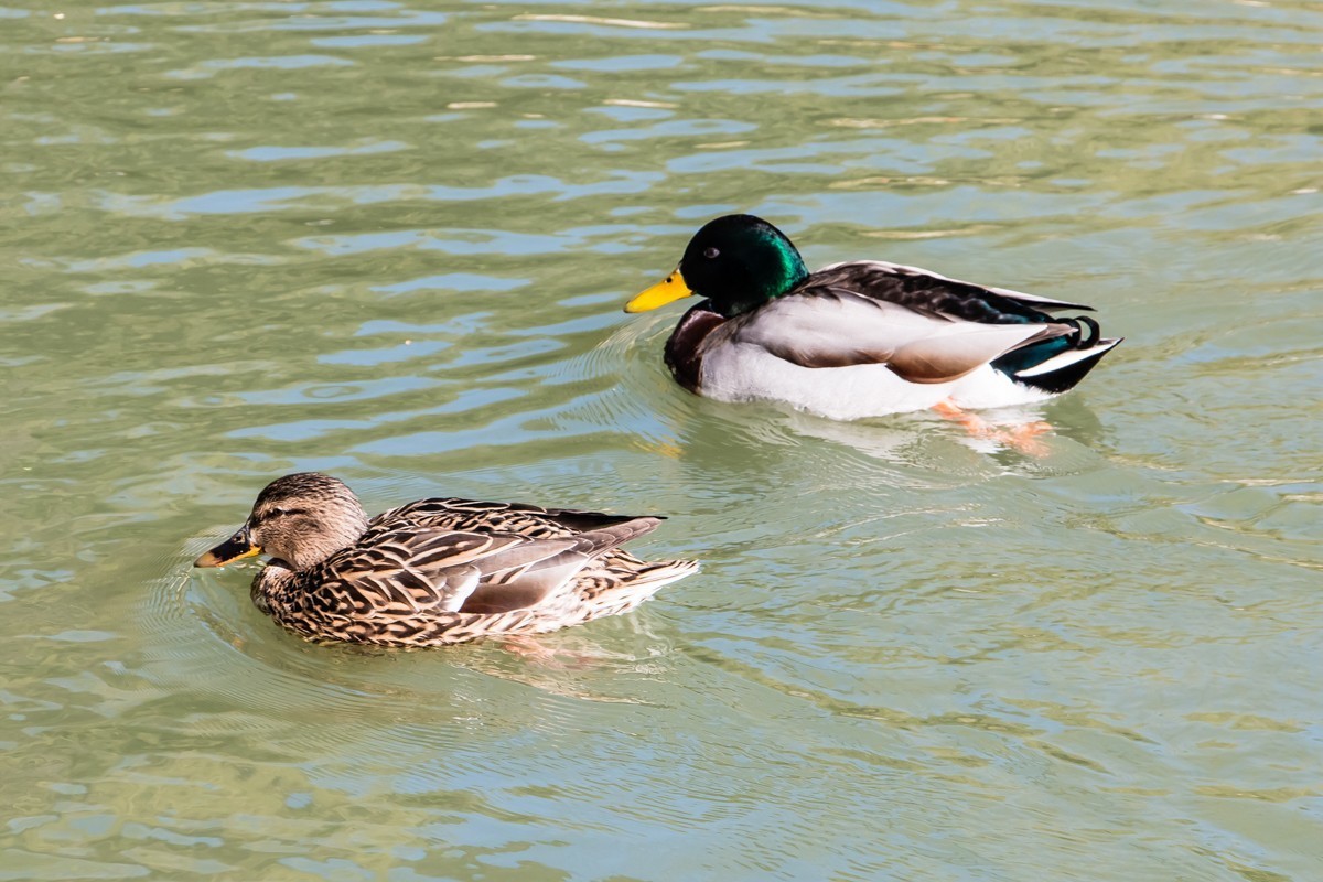 【镜头里】第1486号：北京紫竹院公园·水暖鸭知（四）