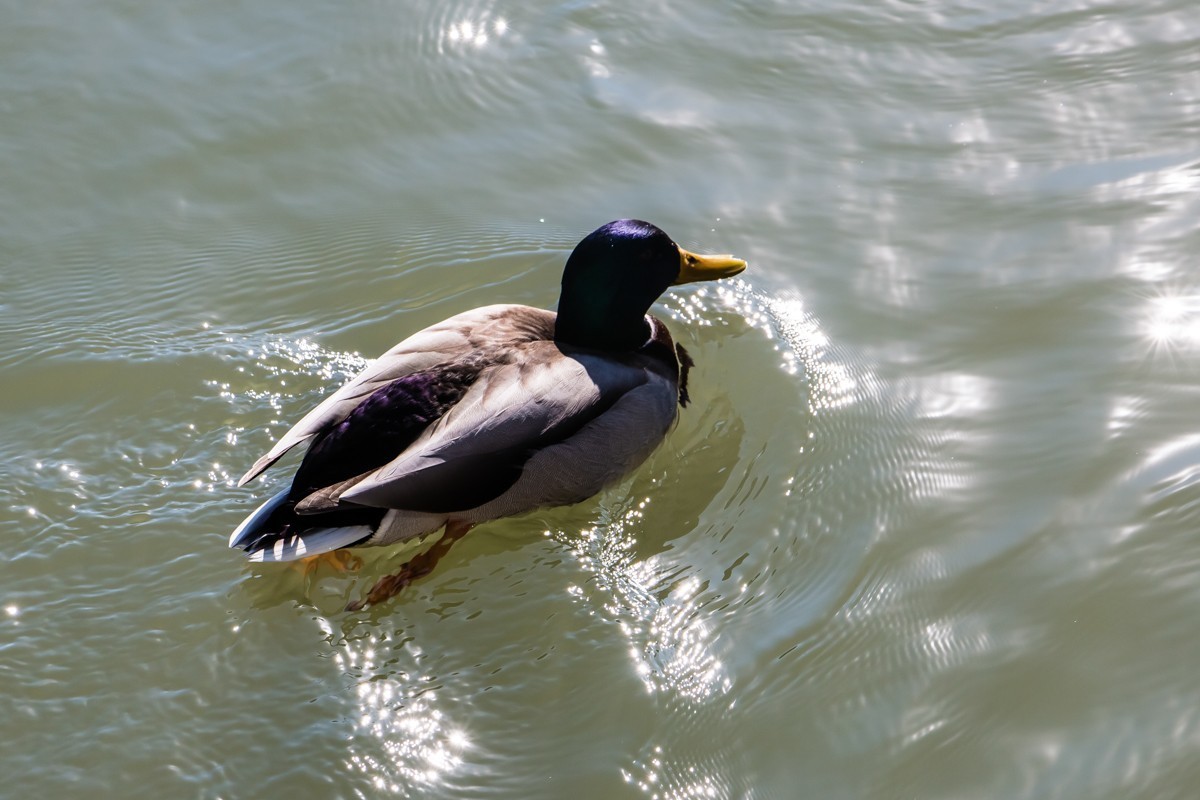 【镜头里】第1486号：北京紫竹院公园·水暖鸭知（四）