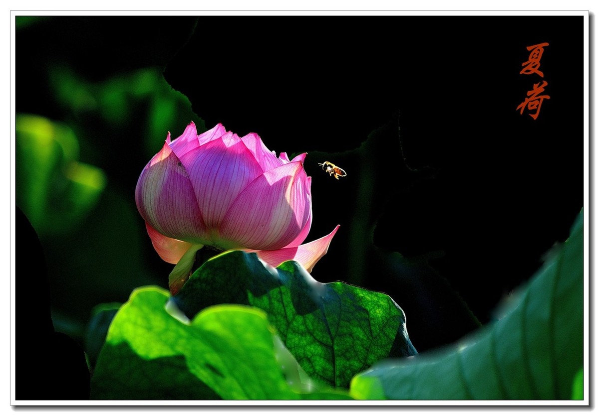 一组（夏日荷花）恭贺安泽好友荣任小五星空(中国)新版主