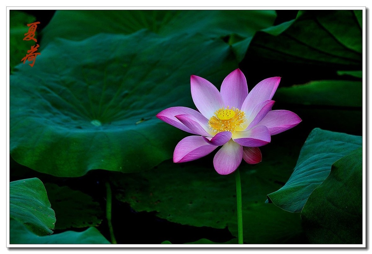 一组（夏日荷花）恭贺安泽好友荣任小五星空(中国)新版主